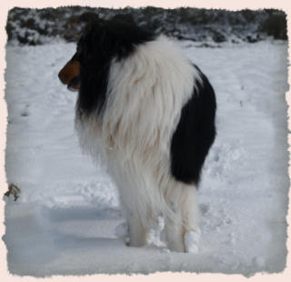 chien colley dans la neige