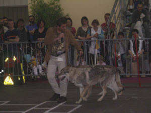 Village canin Angers 2008 - gros plan loup
