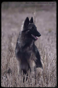 chien assis de face