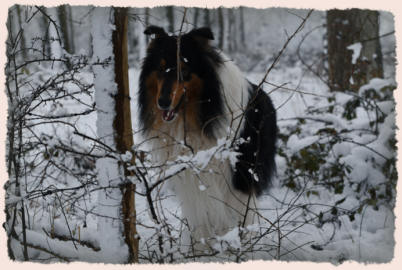 Colley dans la neige