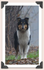 Chien Colley
