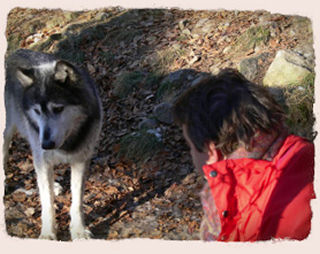 Thierry Dupuis et un loup