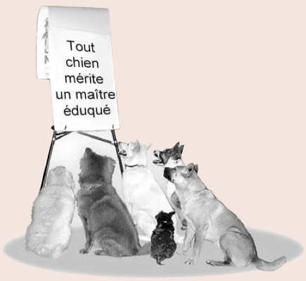 Chiens assis devant tableau