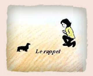 chien : le rappel