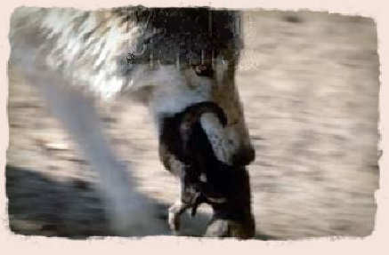 Loup tient bébé loup dans sa gueule