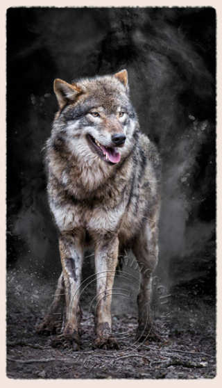 loup