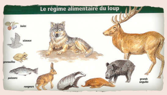 regime alimentaire du loup