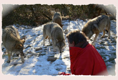 Thierry Dupuis : étude des loups