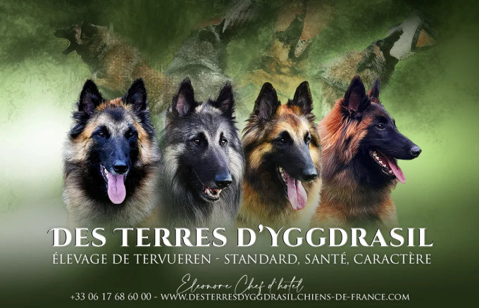 Elevage des Terres d'Yggdrasil